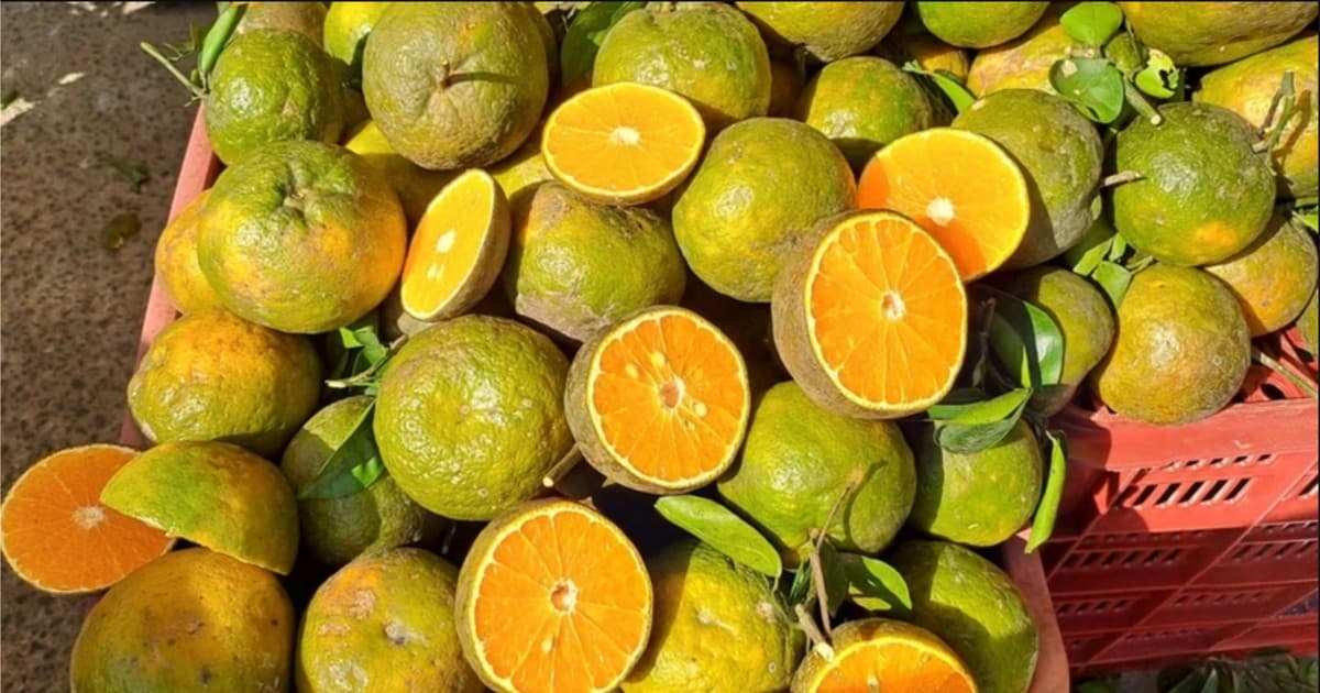 Nước Cam Ép Nguyên Chất Quỳnh Như